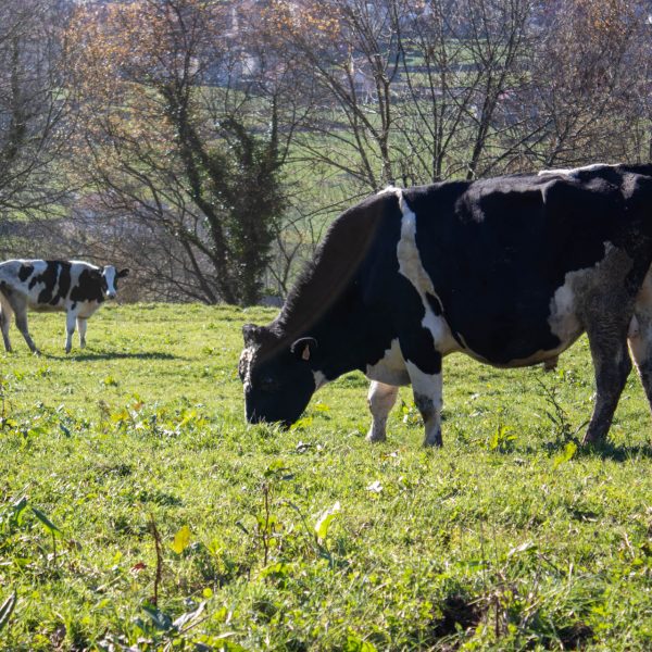 Vacas felices en los Valles Pasiegos, Cantabria