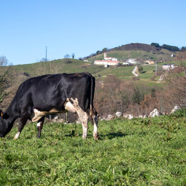 Vaca con pueblo cantabro detrás, Abionzo, Cantabria