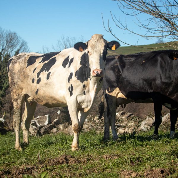 Vacas con certificado de bienestar animal en Abionzo, Cantabria